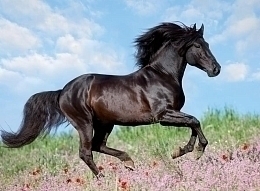 Пазл «Прекрасная лошадь», 200 эл от бренда Ravensburger